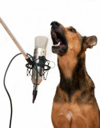 Singing dog funny