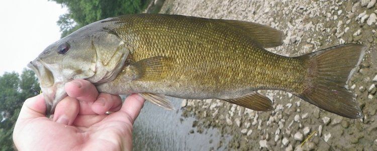 Thunderbird reccomend Small mouth bass pictures