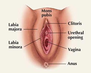 best of Pictures Clitoris pee