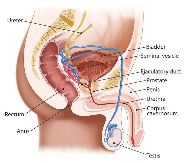 Male prostate milking anus