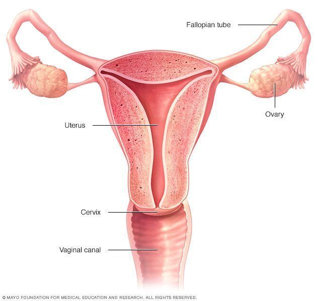 Depth of the female vagina