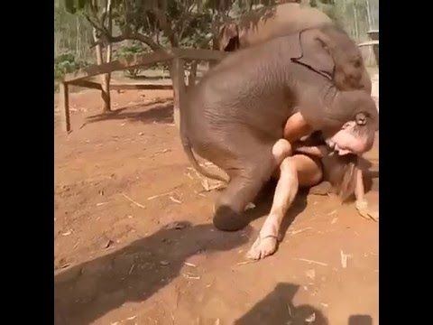 Elephant And Girl Porn