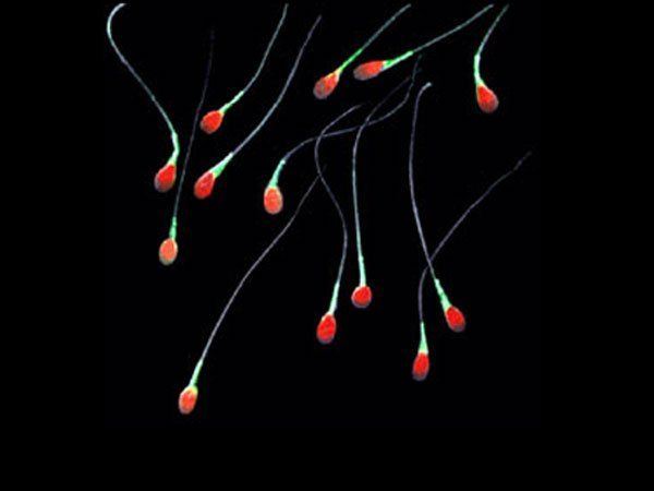 How long can sperm cells live