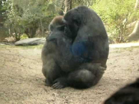 Girl with gorilla sex video download