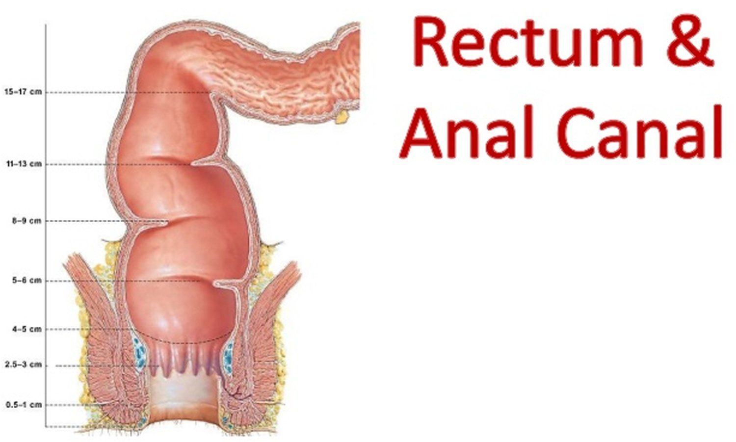 best of Opening Anatomy of anal