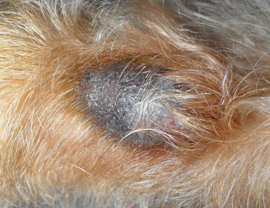 best of From granuloma injury sore lick Canine