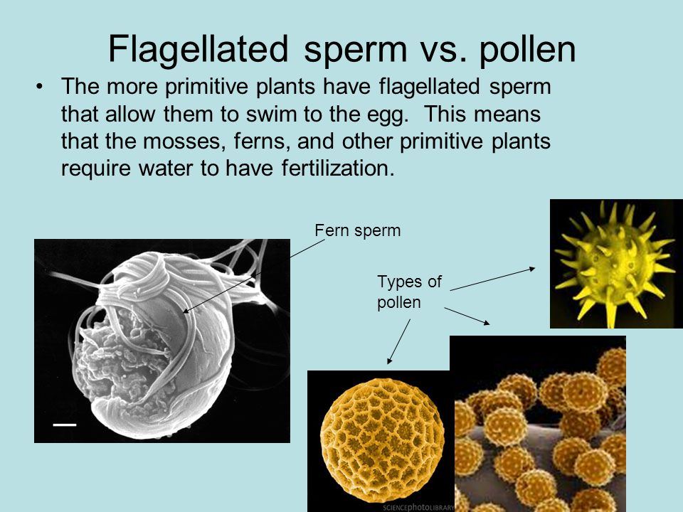 best of Plants have sperm all Seed flagellated