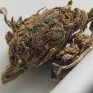 What is reggie weed