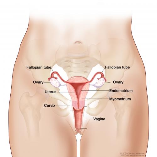 Mammoth reccomend Between uterus and vagina