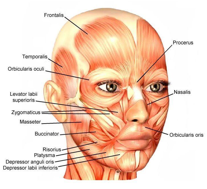 best of Expression facial mastication of Muscles and