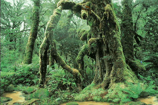 Asian rainforest history