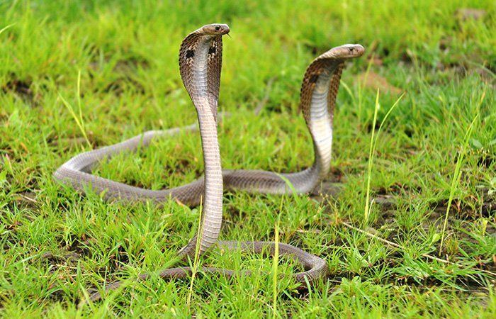 best of Sperm several for King cobra years can store
