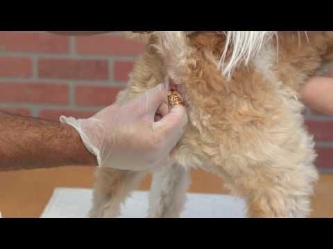 Caesar reccomend Canine anal grooming