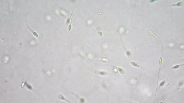 best of Microscope under Healthy sperm