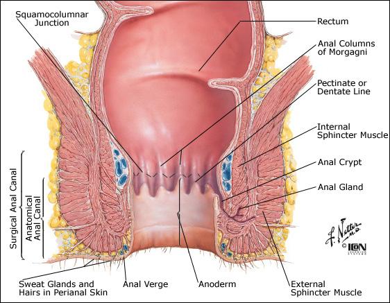 best of Opening Anatomy of anal
