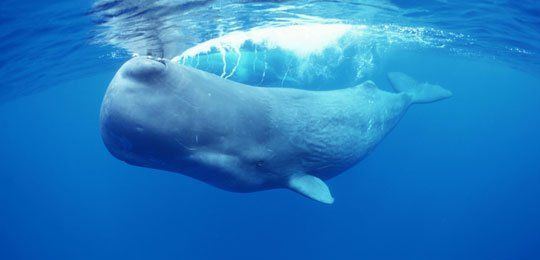 The common name of the sperm whale