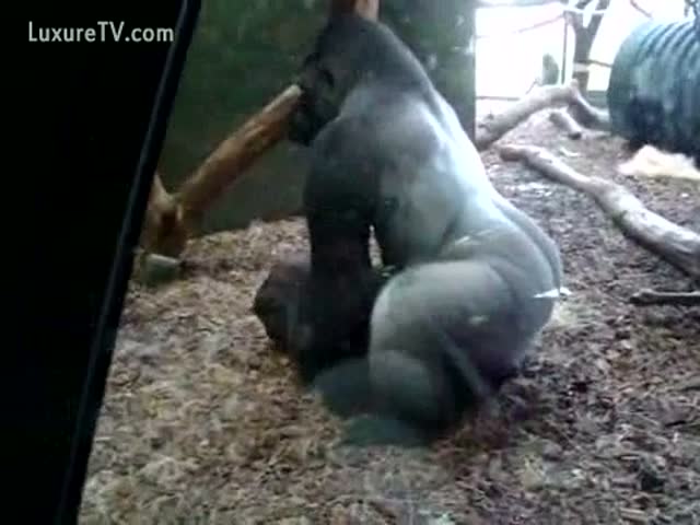 best of Gorilla sex with video download Girl