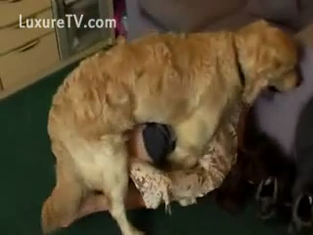 Dog gives man blow job Blowjob