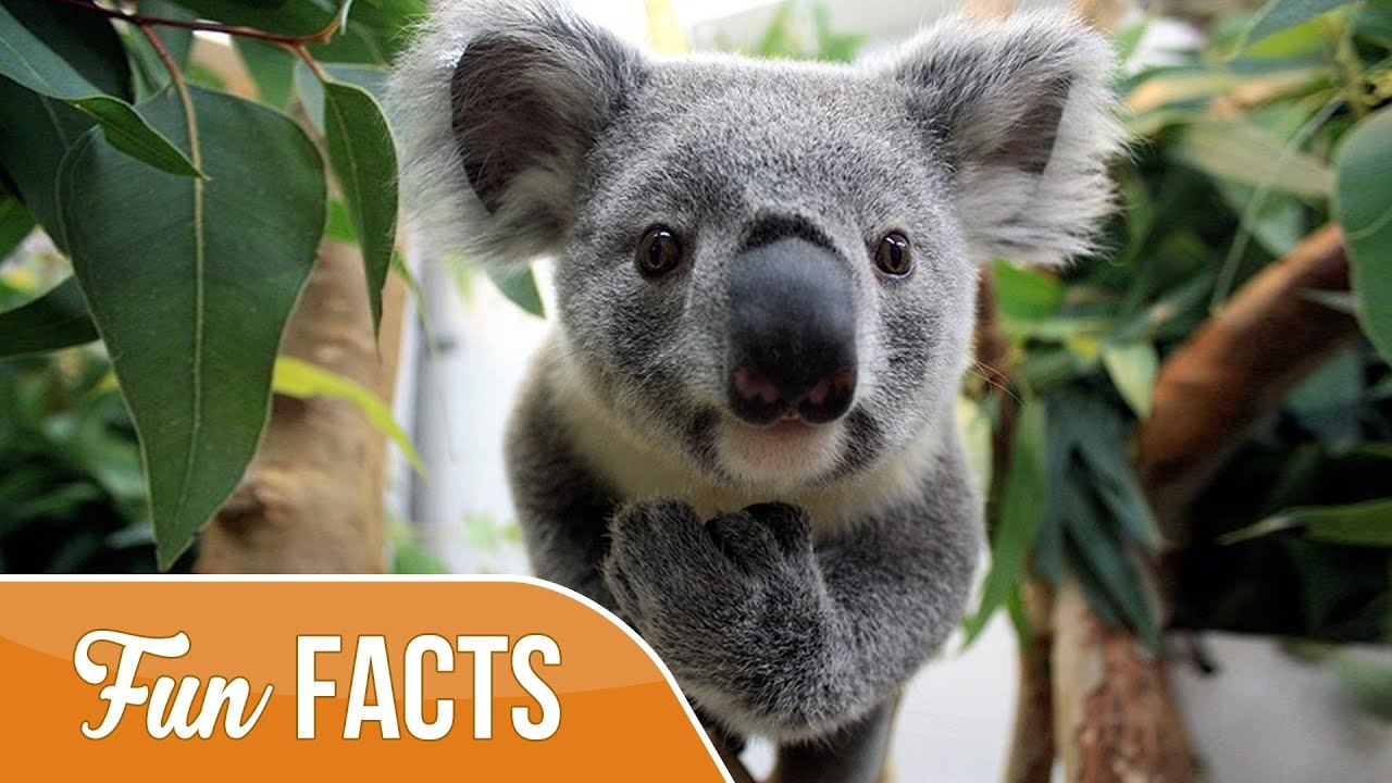Koala fun fact