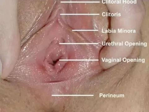 Snicky S. reccomend Clitoris pee pictures