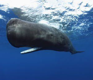 best of The sperm of whale common name The