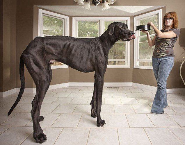 best of Picture Great dane dick