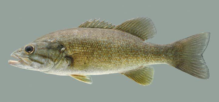 Inspector reccomend Small mouth bass pictures
