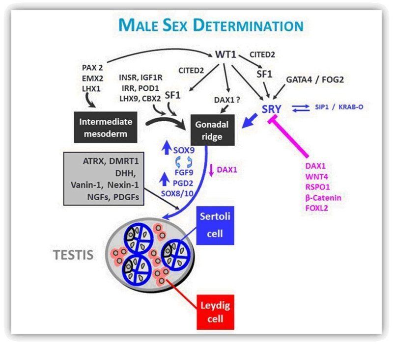 Spike reccomend Biology differentiation genetic marker reproductive sex