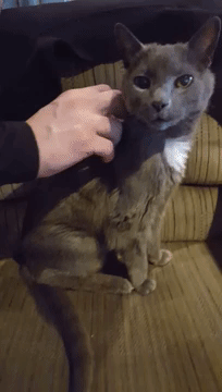 Cat scratched porn