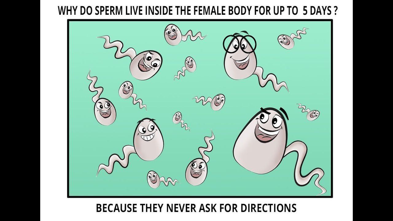 How long can sperm live in the