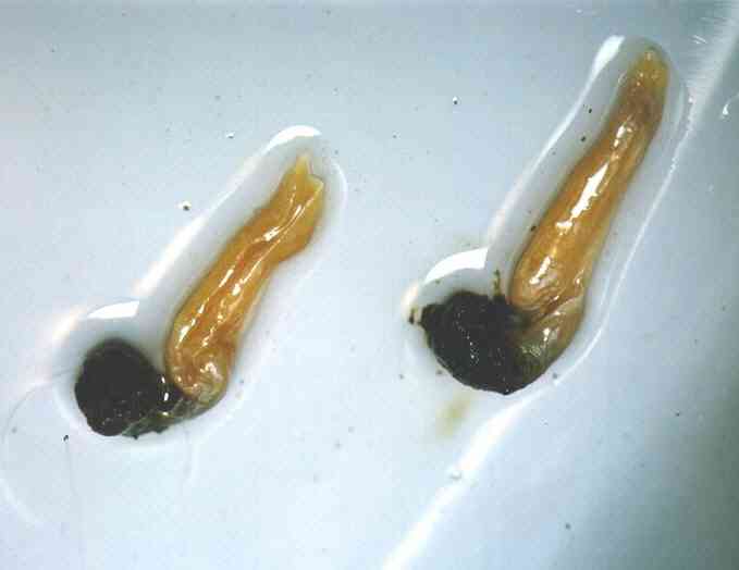 Fry S. reccomend Pictures of a geckos sperm plug