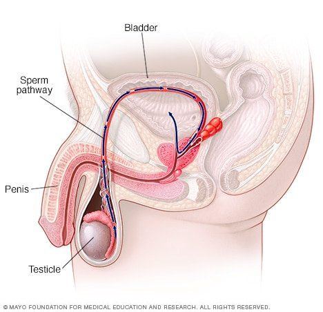 Shut O. reccomend Pain in testicles foamy sperm