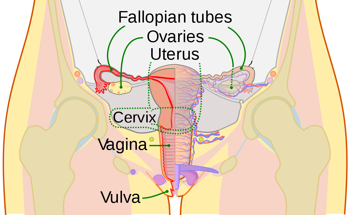 TigerвЂ™s E. reccomend Depth of the female vagina