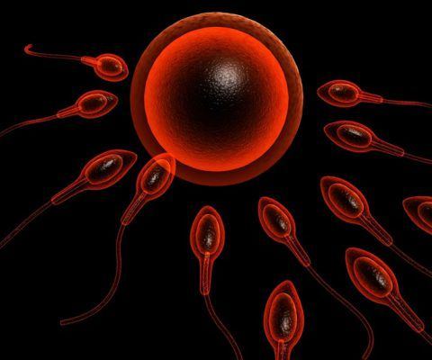 best of Can sperm long cells live How
