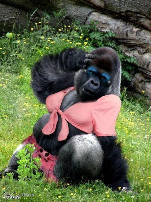 Marine reccomend Bikini gorilla image
