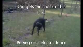 best of Fence Piss electric