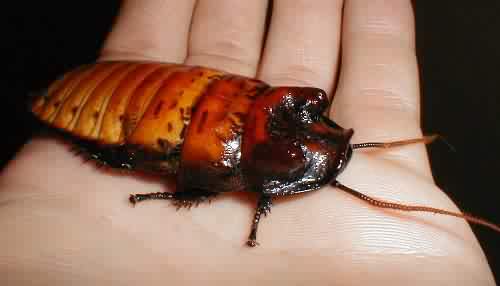 Largest sized cock roach in world