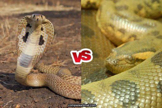 Cirrus reccomend Female king cobra can store sperm