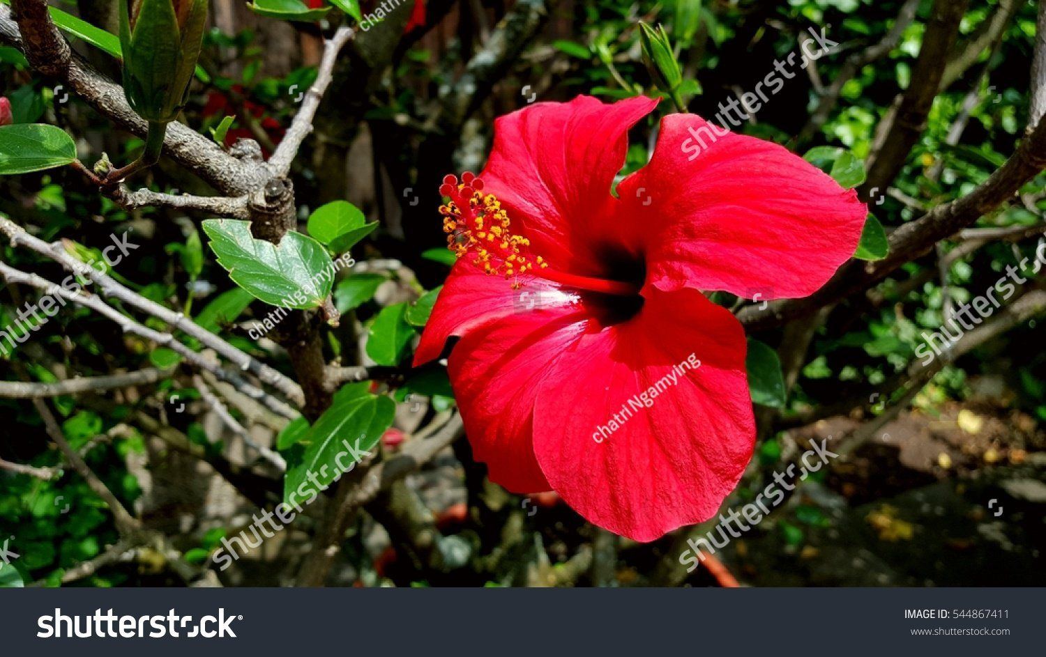 Red asian flower
