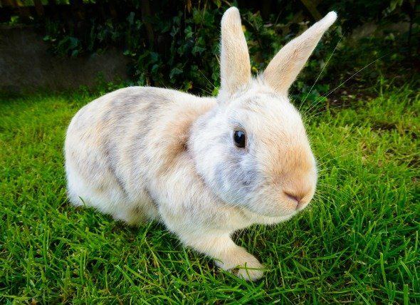 Susie Q. reccomend My rabbit has trouble peeing