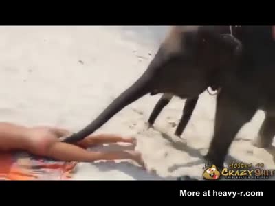 best of Sucking Elephant dick