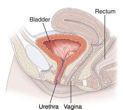 best of Holes vagina Female in