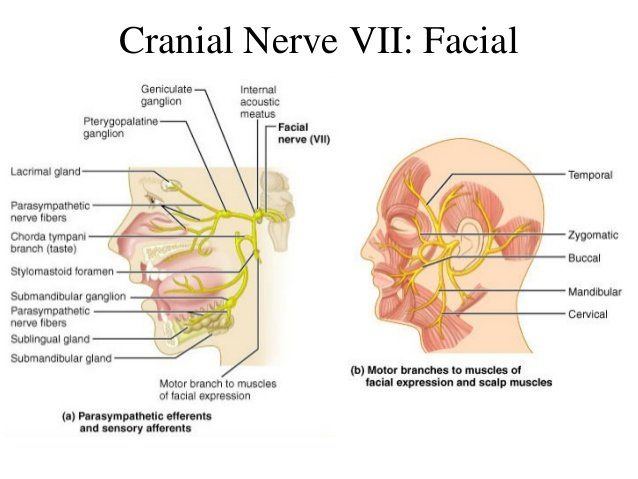 best of Crainal nerves Facial