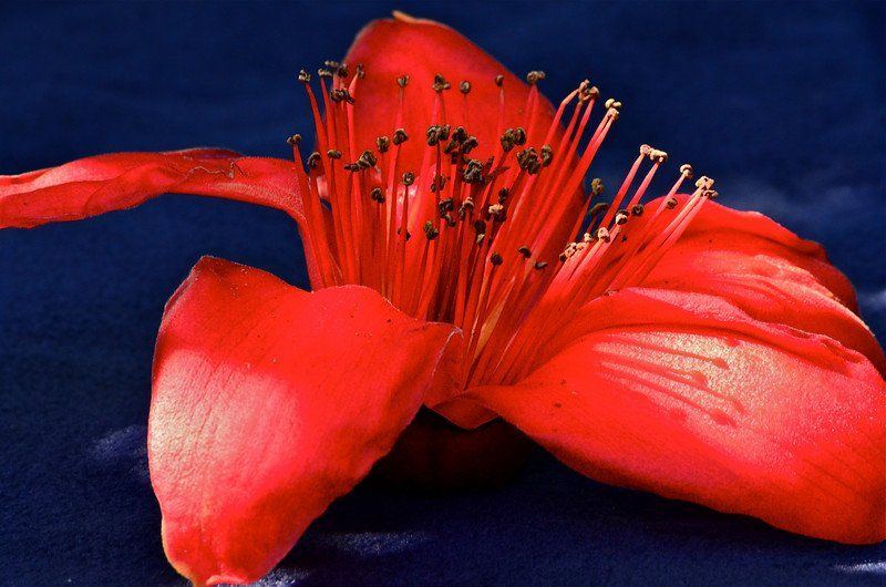 best of Flower Red asian