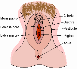 Pics female sex organ