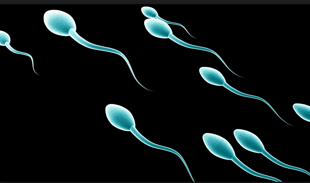 How fast do sperm die