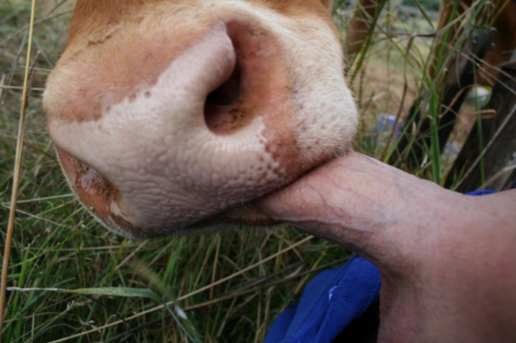Blowjob from cow