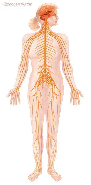 best of Mile many in nerves Adult human body