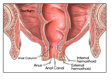 Candy C. reccomend Anatomy of anal opening