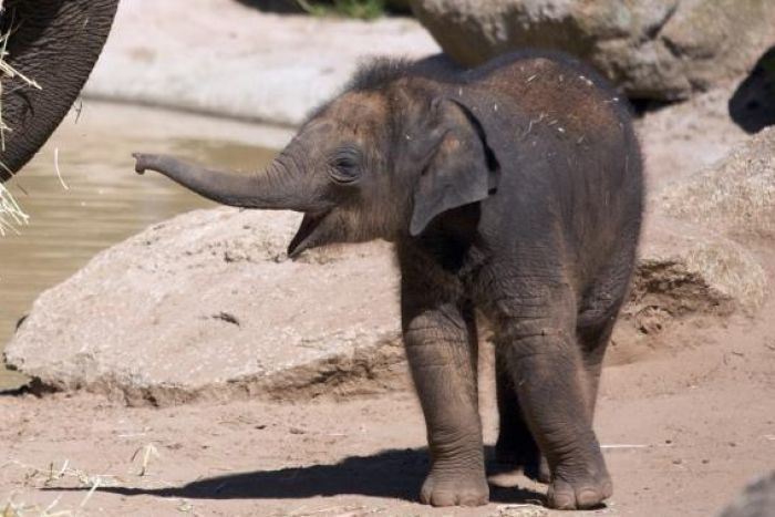 best of Baby elephants Asian